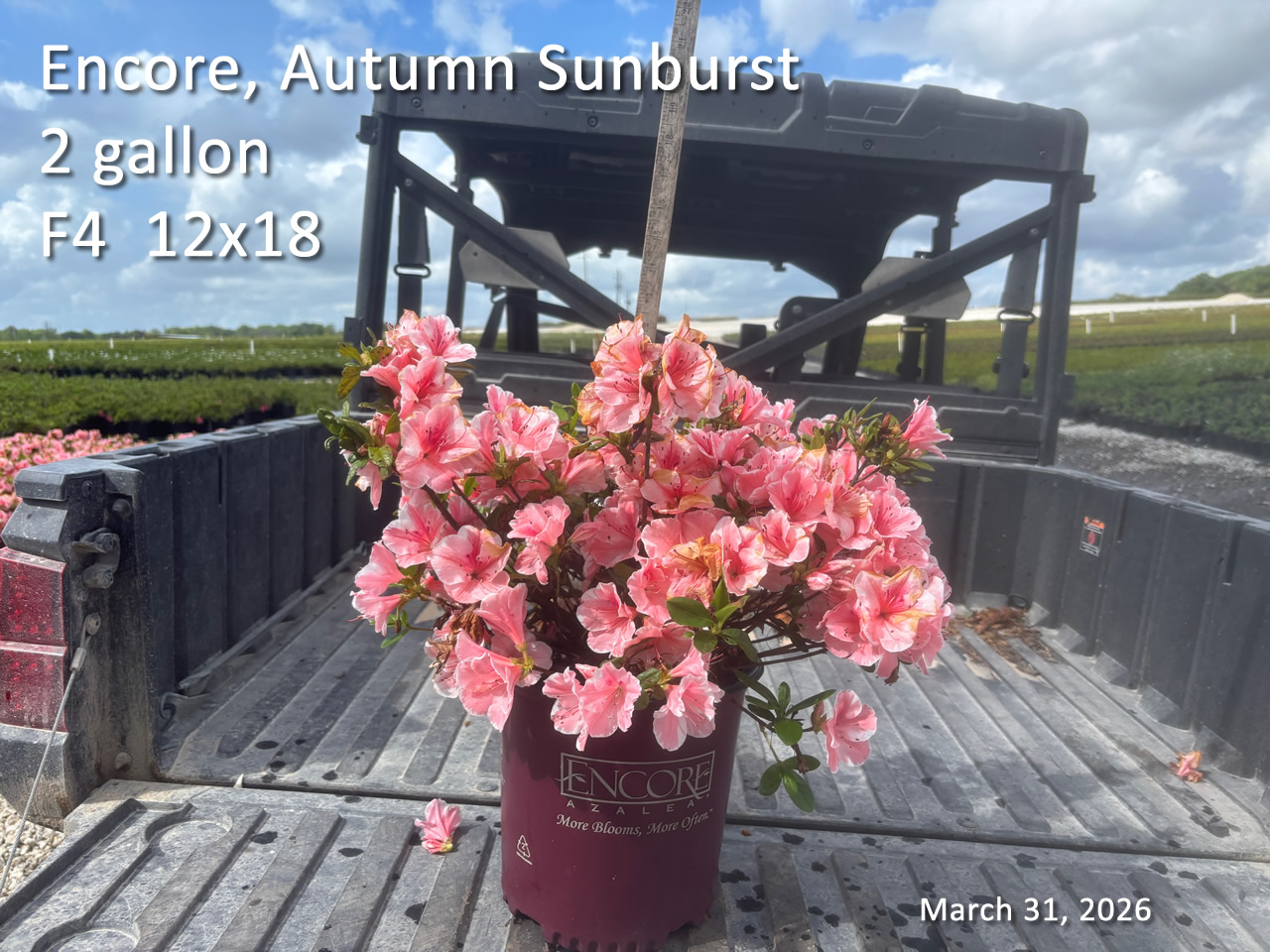 gallery/esb2 f4 mar31.jpg